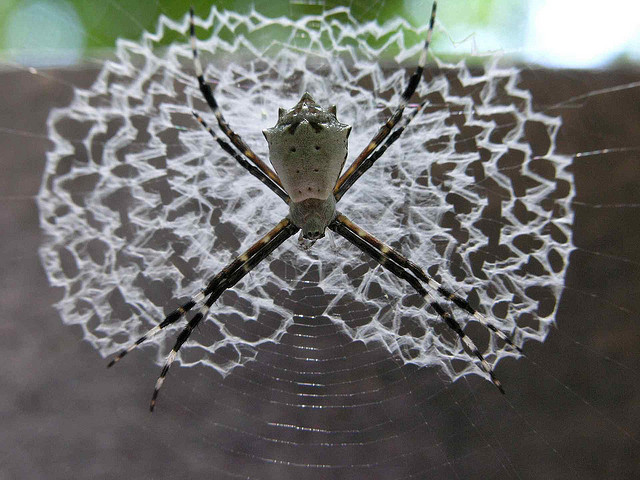 ΜΑΓΙΚΟ: Εντυπωσιακοί ιστοί από αράχνες - Φωτογραφία 6