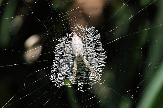 ΜΑΓΙΚΟ: Εντυπωσιακοί ιστοί από αράχνες - Φωτογραφία 7