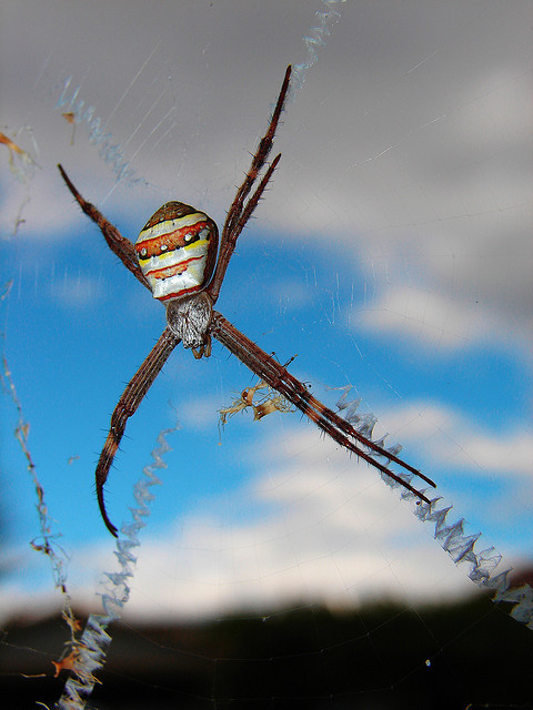 ΜΑΓΙΚΟ: Εντυπωσιακοί ιστοί από αράχνες - Φωτογραφία 8