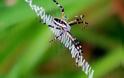 ΜΑΓΙΚΟ: Εντυπωσιακοί ιστοί από αράχνες