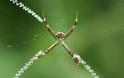 ΜΑΓΙΚΟ: Εντυπωσιακοί ιστοί από αράχνες - Φωτογραφία 10