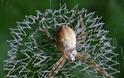 ΜΑΓΙΚΟ: Εντυπωσιακοί ιστοί από αράχνες - Φωτογραφία 13