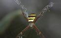 ΜΑΓΙΚΟ: Εντυπωσιακοί ιστοί από αράχνες - Φωτογραφία 14