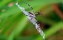 ΜΑΓΙΚΟ: Εντυπωσιακοί ιστοί από αράχνες - Φωτογραφία 15