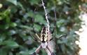 ΜΑΓΙΚΟ: Εντυπωσιακοί ιστοί από αράχνες - Φωτογραφία 17