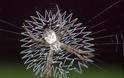 ΜΑΓΙΚΟ: Εντυπωσιακοί ιστοί από αράχνες - Φωτογραφία 2