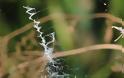 ΜΑΓΙΚΟ: Εντυπωσιακοί ιστοί από αράχνες - Φωτογραφία 9