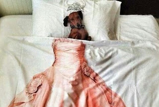 ΤΕΛΕΙΟ: Εσύ αφεντικό που θα κοιμηθείς σήμερα; - Σκυλιά… κλέβουν τα κρεβάτια των αφεντικών τους - Φωτογραφία 1