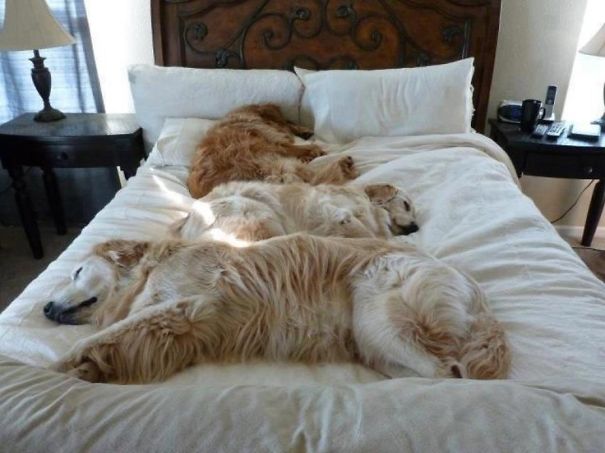 ΤΕΛΕΙΟ: Εσύ αφεντικό που θα κοιμηθείς σήμερα; - Σκυλιά… κλέβουν τα κρεβάτια των αφεντικών τους - Φωτογραφία 10