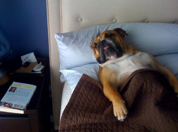 ΤΕΛΕΙΟ: Εσύ αφεντικό που θα κοιμηθείς σήμερα; - Σκυλιά… κλέβουν τα κρεβάτια των αφεντικών τους - Φωτογραφία 11
