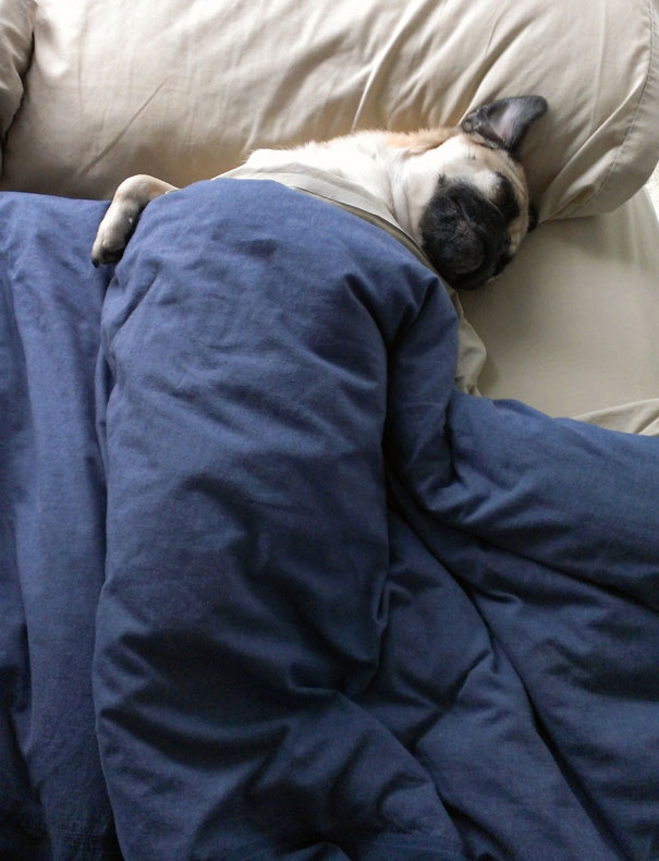 ΤΕΛΕΙΟ: Εσύ αφεντικό που θα κοιμηθείς σήμερα; - Σκυλιά… κλέβουν τα κρεβάτια των αφεντικών τους - Φωτογραφία 15