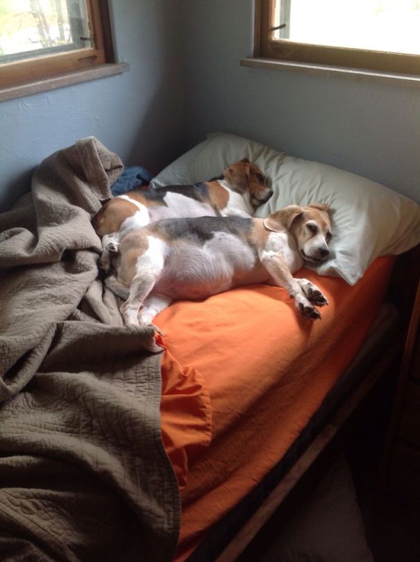 ΤΕΛΕΙΟ: Εσύ αφεντικό που θα κοιμηθείς σήμερα; - Σκυλιά… κλέβουν τα κρεβάτια των αφεντικών τους - Φωτογραφία 16
