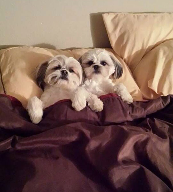 ΤΕΛΕΙΟ: Εσύ αφεντικό που θα κοιμηθείς σήμερα; - Σκυλιά… κλέβουν τα κρεβάτια των αφεντικών τους - Φωτογραφία 17