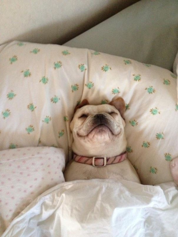 ΤΕΛΕΙΟ: Εσύ αφεντικό που θα κοιμηθείς σήμερα; - Σκυλιά… κλέβουν τα κρεβάτια των αφεντικών τους - Φωτογραφία 3