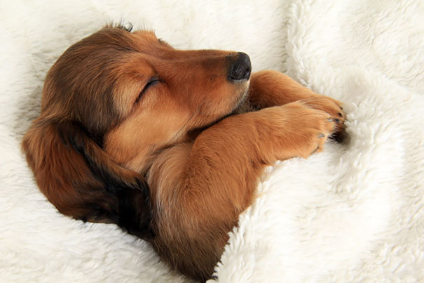 ΤΕΛΕΙΟ: Εσύ αφεντικό που θα κοιμηθείς σήμερα; - Σκυλιά… κλέβουν τα κρεβάτια των αφεντικών τους - Φωτογραφία 4
