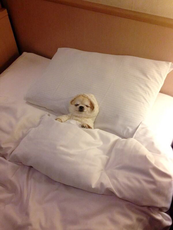 ΤΕΛΕΙΟ: Εσύ αφεντικό που θα κοιμηθείς σήμερα; - Σκυλιά… κλέβουν τα κρεβάτια των αφεντικών τους - Φωτογραφία 5