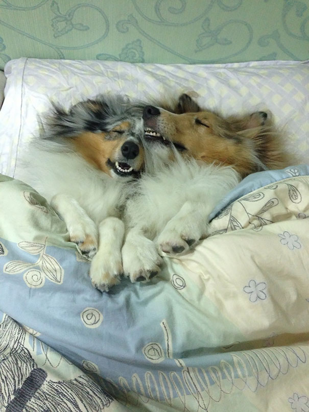 ΤΕΛΕΙΟ: Εσύ αφεντικό που θα κοιμηθείς σήμερα; - Σκυλιά… κλέβουν τα κρεβάτια των αφεντικών τους - Φωτογραφία 6