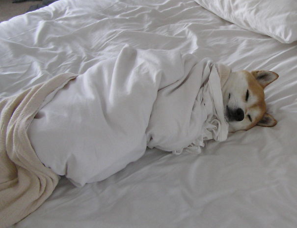 ΤΕΛΕΙΟ: Εσύ αφεντικό που θα κοιμηθείς σήμερα; - Σκυλιά… κλέβουν τα κρεβάτια των αφεντικών τους - Φωτογραφία 7