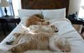 ΤΕΛΕΙΟ: Εσύ αφεντικό που θα κοιμηθείς σήμερα; - Σκυλιά… κλέβουν τα κρεβάτια των αφεντικών τους - Φωτογραφία 10