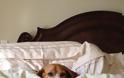 ΤΕΛΕΙΟ: Εσύ αφεντικό που θα κοιμηθείς σήμερα; - Σκυλιά… κλέβουν τα κρεβάτια των αφεντικών τους - Φωτογραφία 13