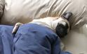 ΤΕΛΕΙΟ: Εσύ αφεντικό που θα κοιμηθείς σήμερα; - Σκυλιά… κλέβουν τα κρεβάτια των αφεντικών τους - Φωτογραφία 15