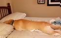 ΤΕΛΕΙΟ: Εσύ αφεντικό που θα κοιμηθείς σήμερα; - Σκυλιά… κλέβουν τα κρεβάτια των αφεντικών τους - Φωτογραφία 2