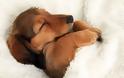 ΤΕΛΕΙΟ: Εσύ αφεντικό που θα κοιμηθείς σήμερα; - Σκυλιά… κλέβουν τα κρεβάτια των αφεντικών τους - Φωτογραφία 4