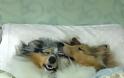 ΤΕΛΕΙΟ: Εσύ αφεντικό που θα κοιμηθείς σήμερα; - Σκυλιά… κλέβουν τα κρεβάτια των αφεντικών τους - Φωτογραφία 6