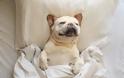 ΤΕΛΕΙΟ: Εσύ αφεντικό που θα κοιμηθείς σήμερα; - Σκυλιά… κλέβουν τα κρεβάτια των αφεντικών τους - Φωτογραφία 8