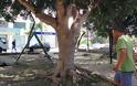 Αχρείοι δολοφόνησαν τα δέντρα σε έναν από τα παλαιότερα πάρκα της πόλης [photos]