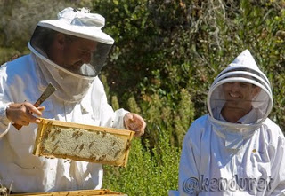 Όλη η αλήθεια: Η μελισσοκομία ως δεύτερη η κύρια δουλειά; Τι εισόδημα μπορείτε να εξασφαλίσετε; - Φωτογραφία 1