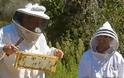 Όλη η αλήθεια: Η μελισσοκομία ως δεύτερη η κύρια δουλειά; Τι εισόδημα μπορείτε να εξασφαλίσετε;