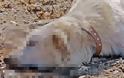 Κύπρος: Ελλαδίτης ύποπτος για τον θάνατο 17 σκύλων