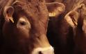 «Συναγερμός» για την οζώδη δερματίτιδα των βοοειδών σε Ανατολική Μακεδονία και Θράκη