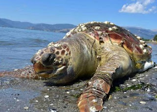 Χτυπημένη χελώνα καρέτα στο Άργος - Φωτογραφία 1