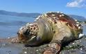 Χτυπημένη χελώνα καρέτα στο Άργος