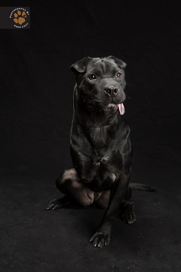Black dog: Εσείς τι γνωρίζετε για το σύνδρομο του μαύρου σκύλου; - Φωτογραφία 3