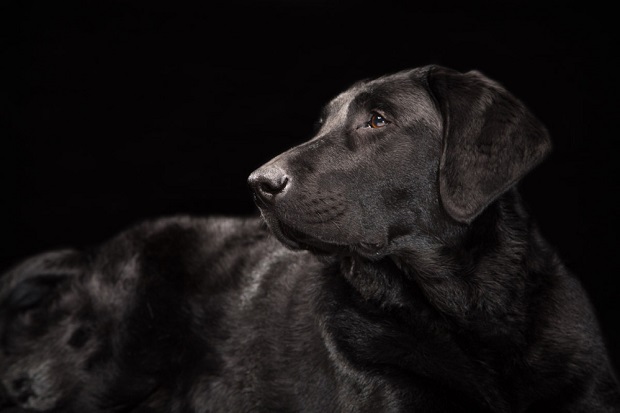 Black dog: Εσείς τι γνωρίζετε για το σύνδρομο του μαύρου σκύλου; - Φωτογραφία 6