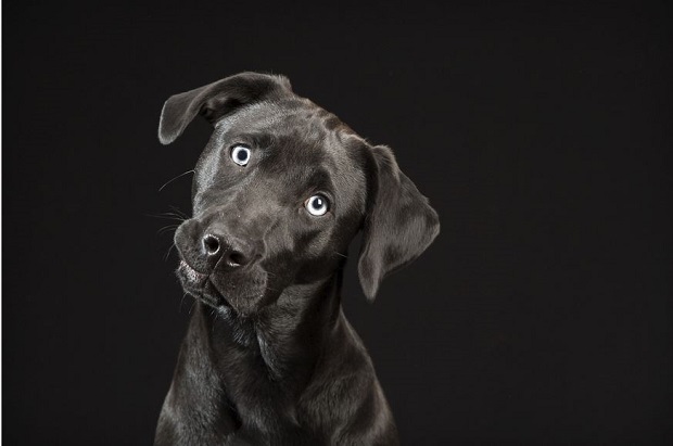 Black dog: Εσείς τι γνωρίζετε για το σύνδρομο του μαύρου σκύλου; - Φωτογραφία 7
