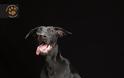 Black dog: Εσείς τι γνωρίζετε για το σύνδρομο του μαύρου σκύλου; - Φωτογραφία 2