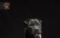 Black dog: Εσείς τι γνωρίζετε για το σύνδρομο του μαύρου σκύλου; - Φωτογραφία 3
