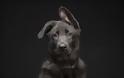 Black dog: Εσείς τι γνωρίζετε για το σύνδρομο του μαύρου σκύλου; - Φωτογραφία 8