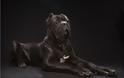 Black dog: Εσείς τι γνωρίζετε για το σύνδρομο του μαύρου σκύλου; - Φωτογραφία 9
