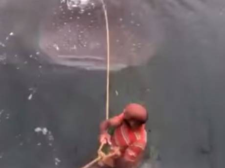 ΑΠΙΣΤΕΥΤΟ: Δύο άνδρες κάνουν σέρφινγκ... στην πλάτη φαλαινοκαρχαρία [video] - Φωτογραφία 3