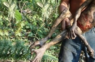 Σοκαριστικό: Μυστηριώδες πλάσμα βρέθηκε νεκρό στον Αμαζόνιο και προκαλεί ΦΟΒΟ [video] - Φωτογραφία 1