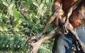 Σοκαριστικό: Μυστηριώδες πλάσμα βρέθηκε νεκρό στον Αμαζόνιο και προκαλεί ΦΟΒΟ [video]