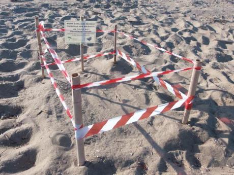 Πάτρα: Ξεκίνησε η ωοτοκία θαλάσσιας χελώνας Caretta caretta αλλά με προβλήματα! - Φωτογραφία 5