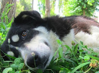 Ένα σκυλί για τους λάτρεις της γιογκα [video] - Φωτογραφία 1