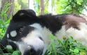 Ένα σκυλί για τους λάτρεις της γιογκα [video]