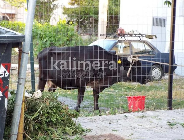 ΕΓΙΝΕ ΚΑΙ ΑΥΤΟ: Μία ... αγελάδα προκάλεσε κινητοποίηση στην Τρίπολη! [photos] - Φωτογραφία 3